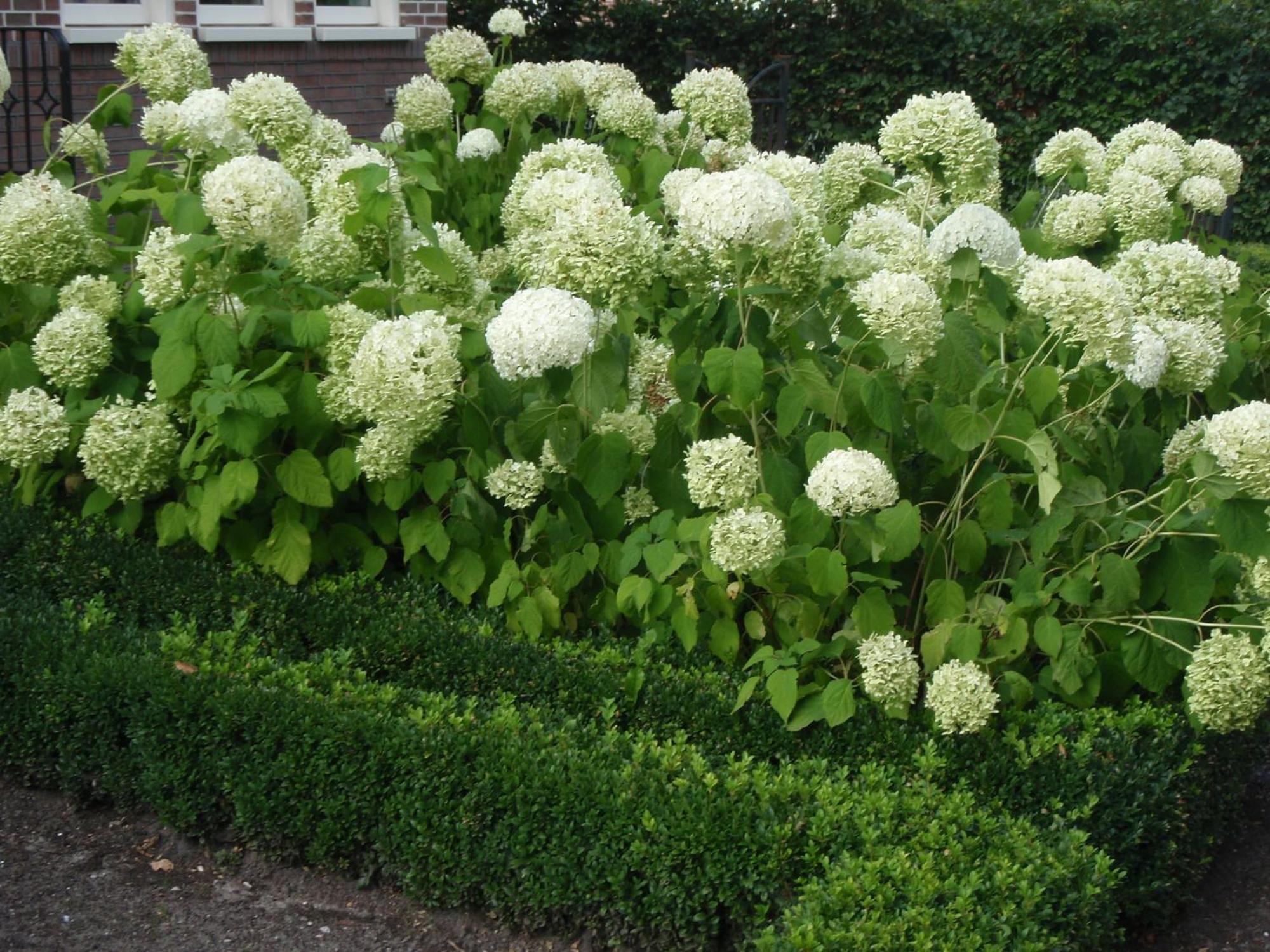 Hotel Buxus Gasselte Bagian luar foto